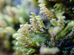 Hygrohypnum luridum