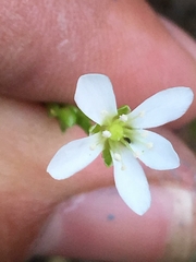 Arenaria paludicola