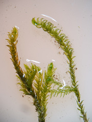 Hygrohypnum luridum