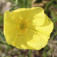 Oenothera macrocarpa