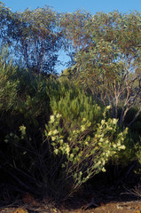 Acacia subcaerulea