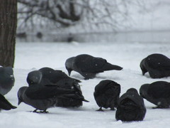 Corvus monedula