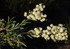 Acacia subcaerulea