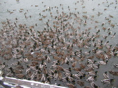 Anas platyrhynchos