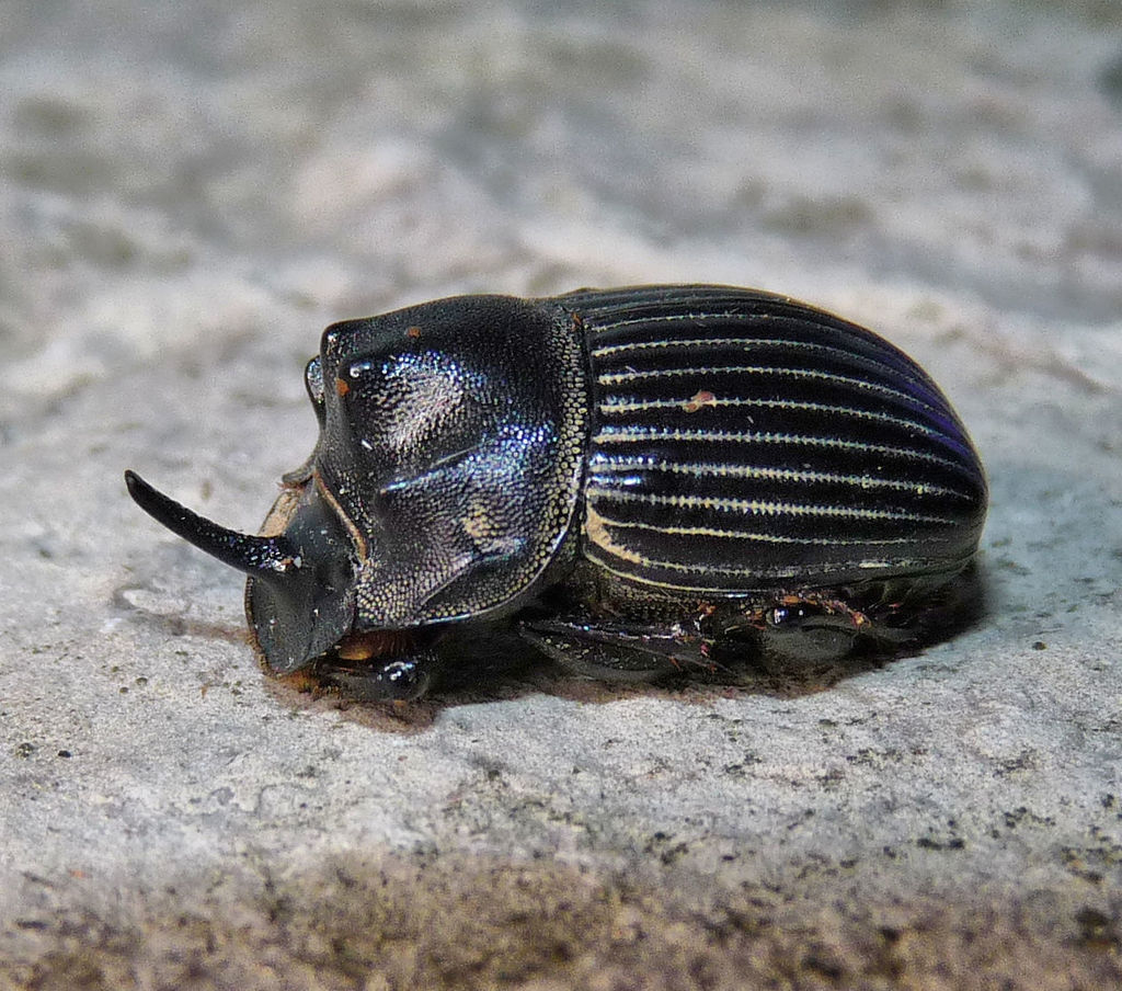 Frigid Dung Beetle
