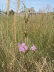 Agalinis communis