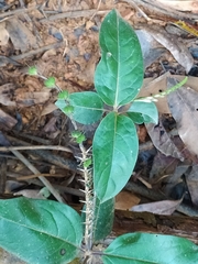 Spigelia hamelioides