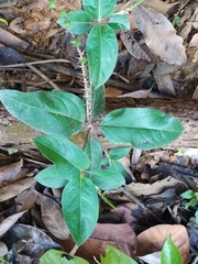 Spigelia hamelioides