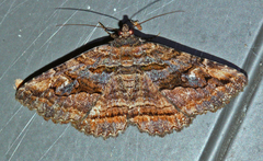 Zaleops umbrina