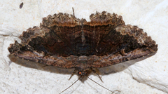 Zaleops umbrina