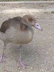 Alopochen aegyptiaca