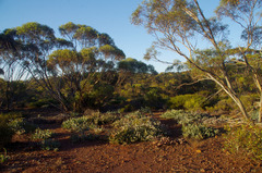 Acacia glaucoptera