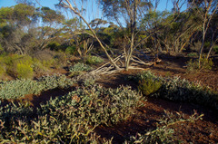 Acacia glaucoptera