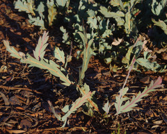 Acacia glaucoptera