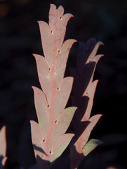 Acacia glaucoptera