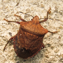 Galedanta bituberculata