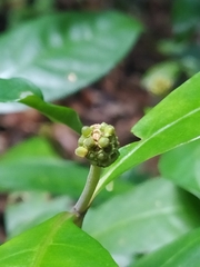 Eumachia guianensis