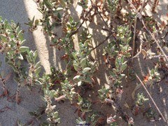 Polygonum maritimum