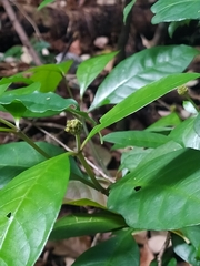 Eumachia guianensis
