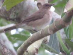 Turdus ignobilis debilis