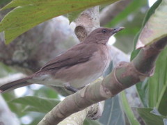 Turdus ignobilis debilis