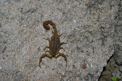 Centruroides limpidus