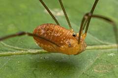 Leiobunum bracchiolum