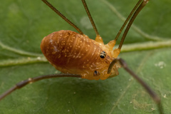 Leiobunum bracchiolum