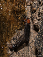 Dilophus serotinus