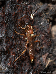 Melanichneumon