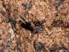 Prochyliza xanthostoma