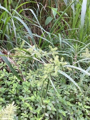Cyperus cyperoides