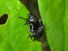 Typophorus nigritus