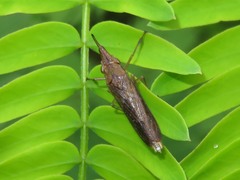 Raphirhinus phosphoreus