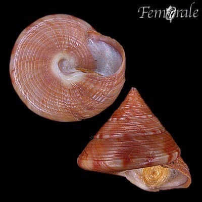 European Painted Top Shell