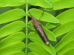 Raphirhinus phosphoreus