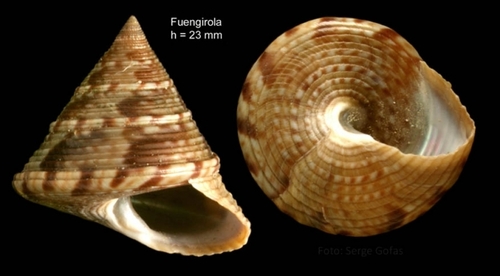 European Painted Top Shell