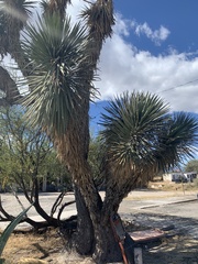 Yucca potosina