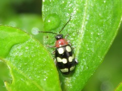 Phenrica austriaca