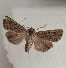 Ichneutica sistens