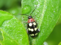 Phenrica austriaca