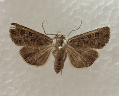 Ichneutica sistens