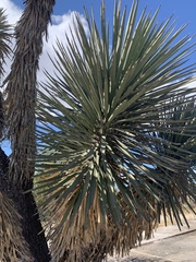 Yucca potosina