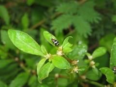 Phenrica austriaca