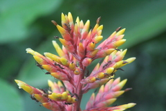 Aechmea chantinii