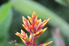 Aechmea chantinii
