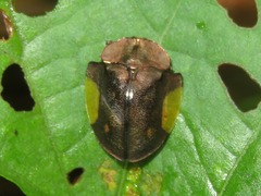 Cyrtonota serinus