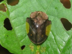 Cyrtonota serinus