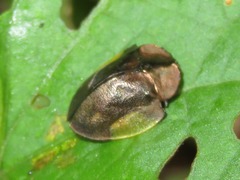 Cyrtonota serinus
