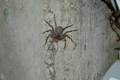 Selenops malinalxochitl